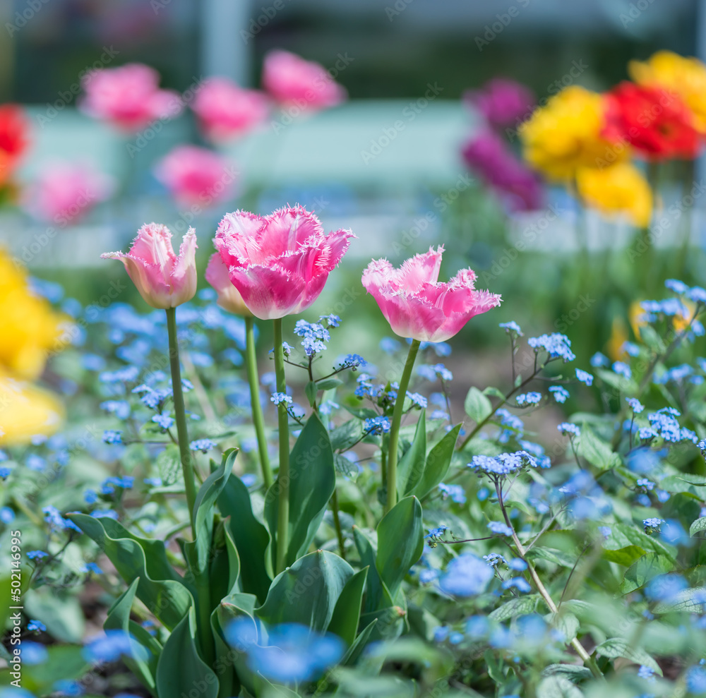 Spring season. Blossom flowers in the garden. Sunny day. Spring season. Blossom flowers in the garden. Sunny day.