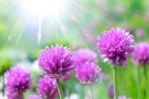 Clover flowers, violet and golden colors, macro, soft focus. Flowers in sun glow with beautiful bokeh. Floral artistic image spring nature.