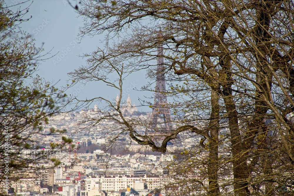 pine tree in the forest