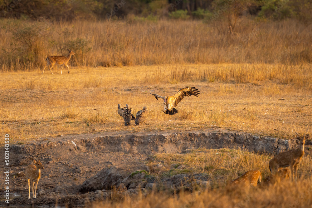 Long billed indian Vulture or Gyps indicus a critically endangered vulture species landing with full wingspan near flock at bandhavgarh National Park or Tiger Reserve madhya pradesh india asia Long billed indian Vulture or Gyps indicus a critically endangered vulture species landing with full wingspan near flock at bandhavgarh National Park or Tiger Reserve madhya pradesh india asia