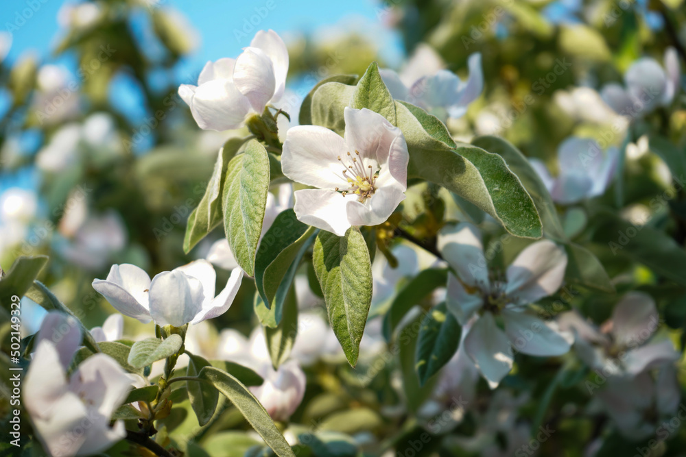 Obraz premium blooming apple quince tree in spring on natural background