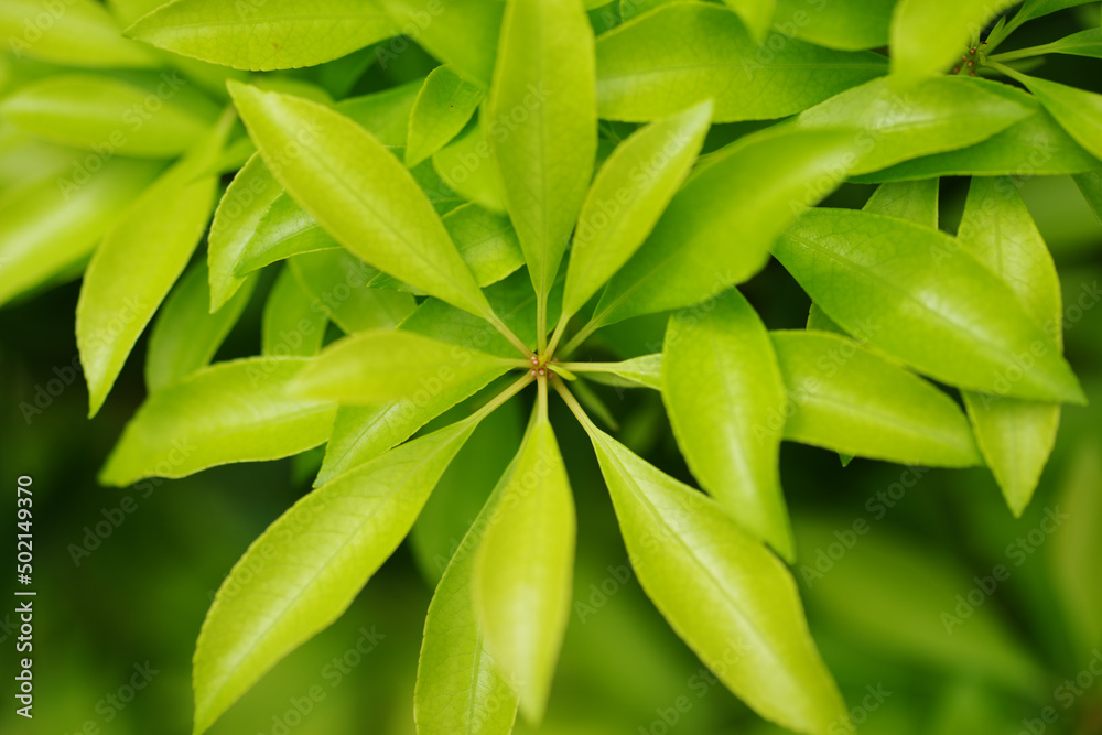 Naklejka premium 鮮やかな緑