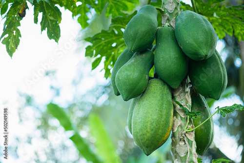The unripe papaya fruit has a green color on the tree.Raw papaya and copy space.