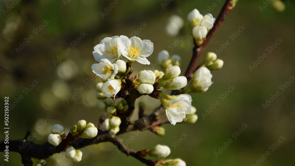 Prune plum flowers, blooming plum closeup on bokeh background. Prune plum flowers, blooming plum closeup on bokeh background.