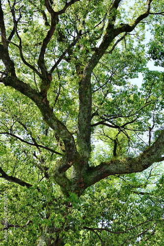 The shrine tree in Japan