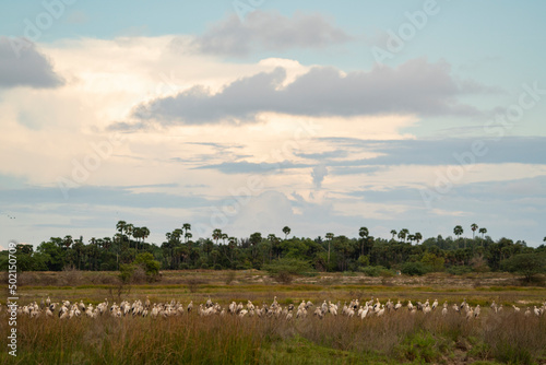 A flock of asian openbill storks resting during sunset in marshland