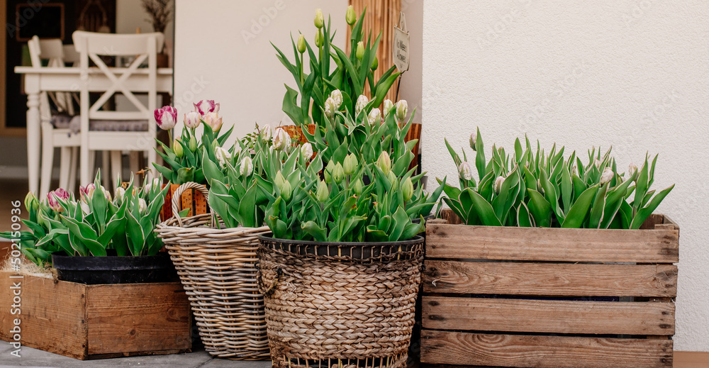 Naklejka premium Tulipany w dużych ilościach nasadzone w ozdobnych donicach dekorują nowoczesny taras w nowoczesnym domu parterowym