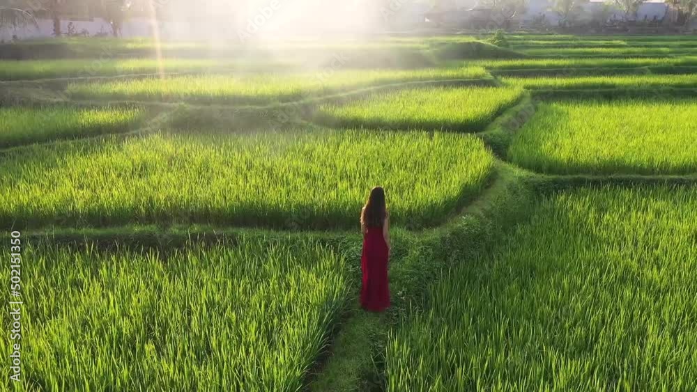 A woman wearing a red dress walking in rice terrace exploring cultural landscape on exotic vacation through bali indonesia . Rice field plantation farms on the hills of Java, Indonesia.Aerial video