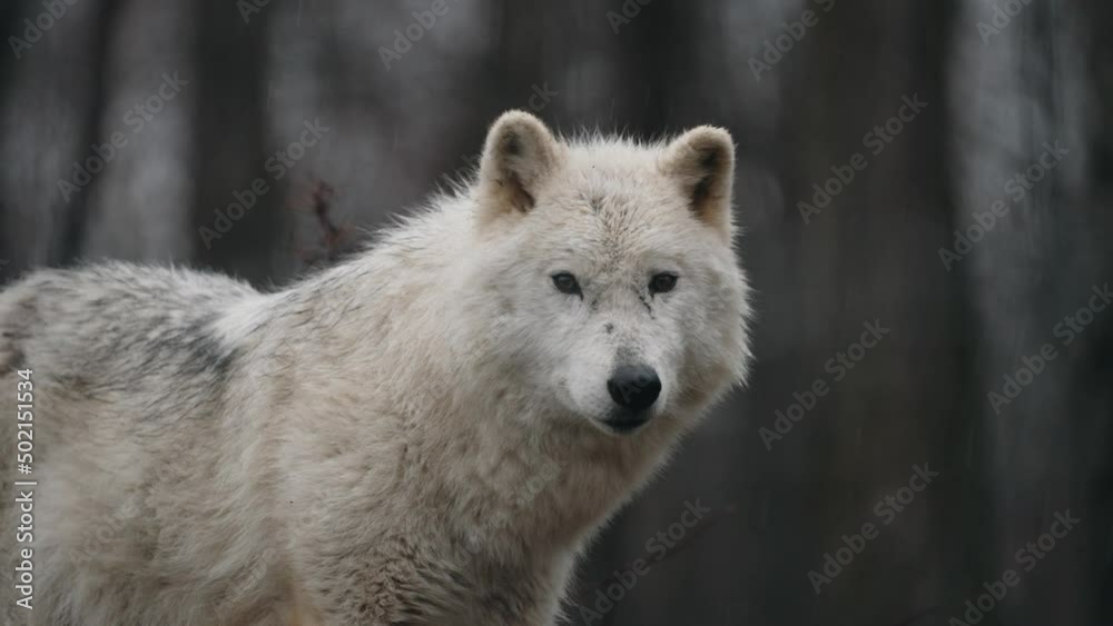 An Omega Wolf Standing In The Forest - close up An Omega Wolf Standing In The Forest - close up