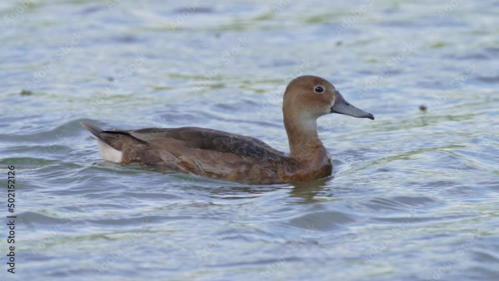 Female duck, rosy-billed pochard, netta peposaca with waterproof wings plumage, swimming rapidly across the lake, dipping its beak in the water and wondering around its surroundings, zoom in shot.