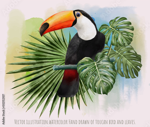 Vector illustration watercolor of toucan bird and leaves.