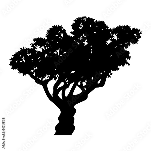 Obraz na plátně Silhouette of a large tree with a wide, spreading crown
