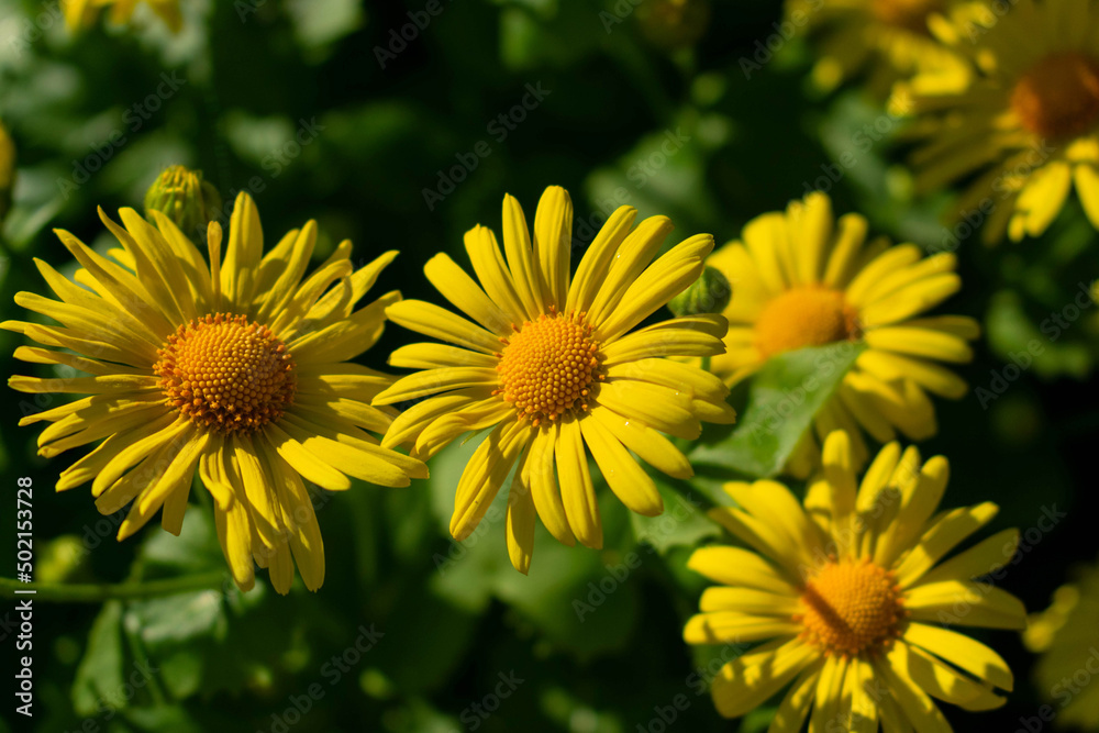 Flowers of yellow chamomile.Natural background.
Flowers of yellow chamomile.Natural background.