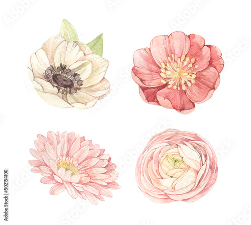 Vector watercolor illustrations - gentle flowers. Botanical design elements with Ranunculus, anemone, gerberas. Perfect for wedding invitations, packages, save the date