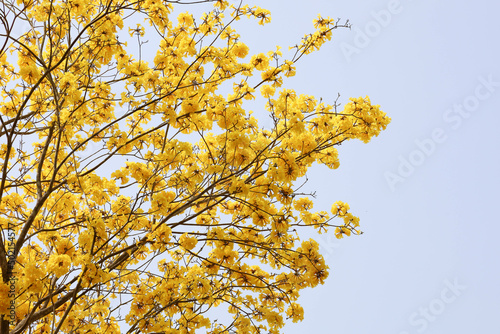 Yellow flowers bunch tree twig of Tabebuia or golden trumpet tree (Handroanthus chrysanthus) the tropical forest deciduous flowering plant 