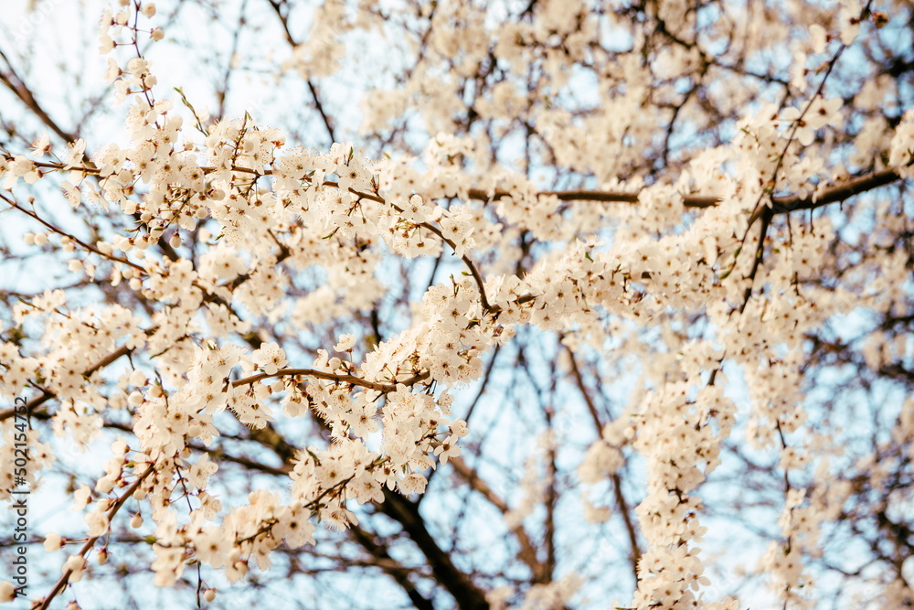 Wild cherry flowers blooming in spring. Wild cherry blossoms wit Wild cherry flowers blooming in spring. Wild cherry blossoms wit