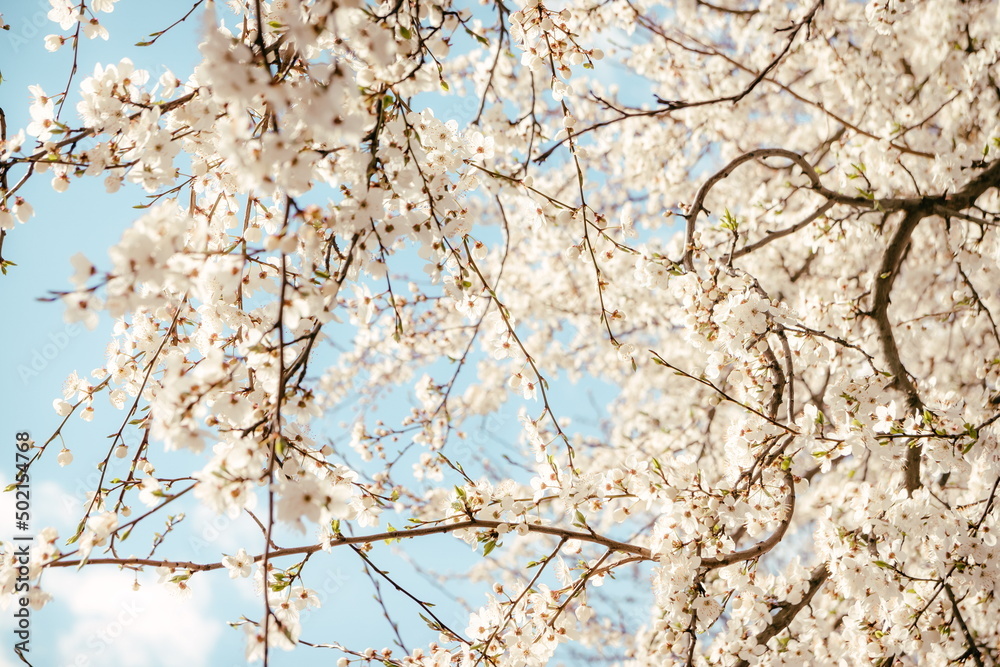 Wild cherry flowers blooming in spring. Wild cherry blossoms wit Wild cherry flowers blooming in spring. Wild cherry blossoms wit
