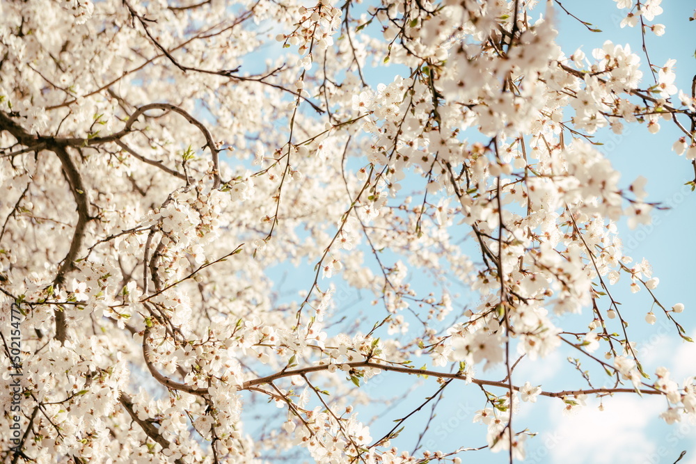 Wild cherry flowers blooming in spring. Wild cherry blossoms with white flowers against a blue sky. Delicate flowers of wild cherry Wild cherry flowers blooming in spring. Wild cherry blossoms with white flowers against a blue sky. Delicate flowers of wild cherry
