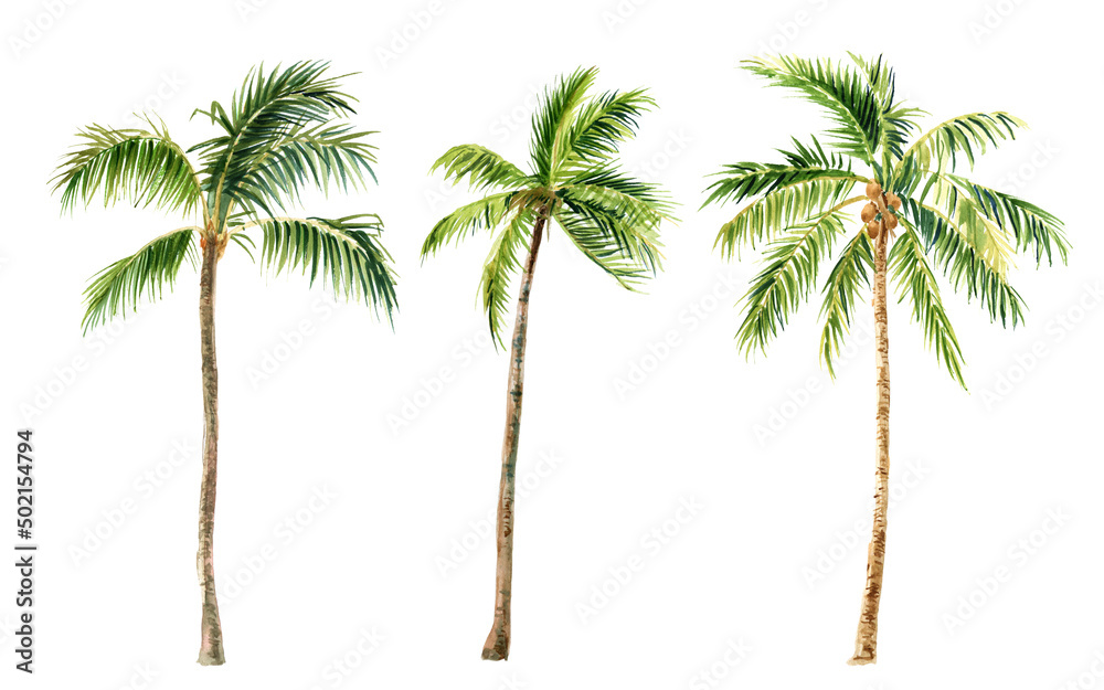 Image of palm trees on a white background, watercolor
