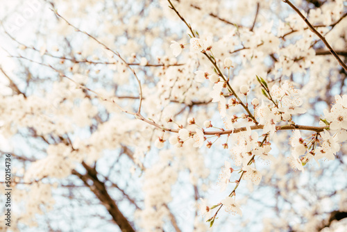 Wild cherry flowers blooming in spring. Wild cherry blossoms with white flowers against a blue sky. Delicate flowers of wild cherry