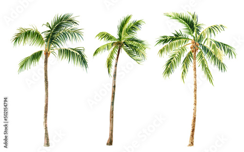 Image of palm trees on a white background, watercolor