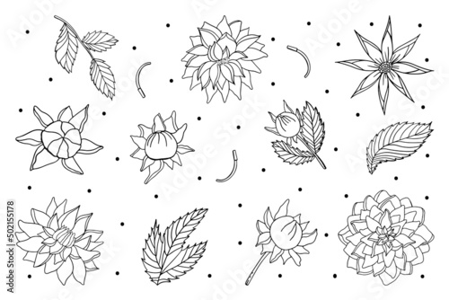 Set of fresh doodle flower peony elements in doodle style on white background for beauty design and postcard decoration.