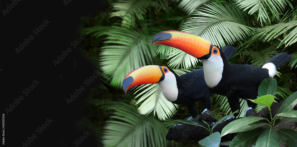 Horizontal banner with two beautiful colorful toucan birds on a branch in a rainforest - obrazy, fototapety, plakaty 