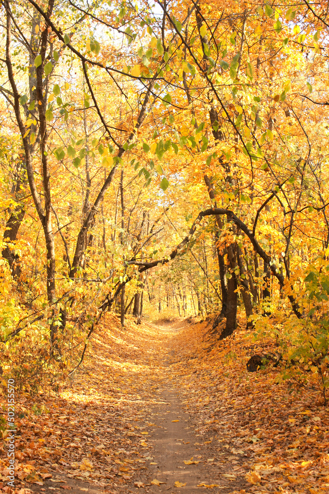 Calm fall season. Beautiful landscape with road in autumn forest. Maples trees with yellow and orange leaves