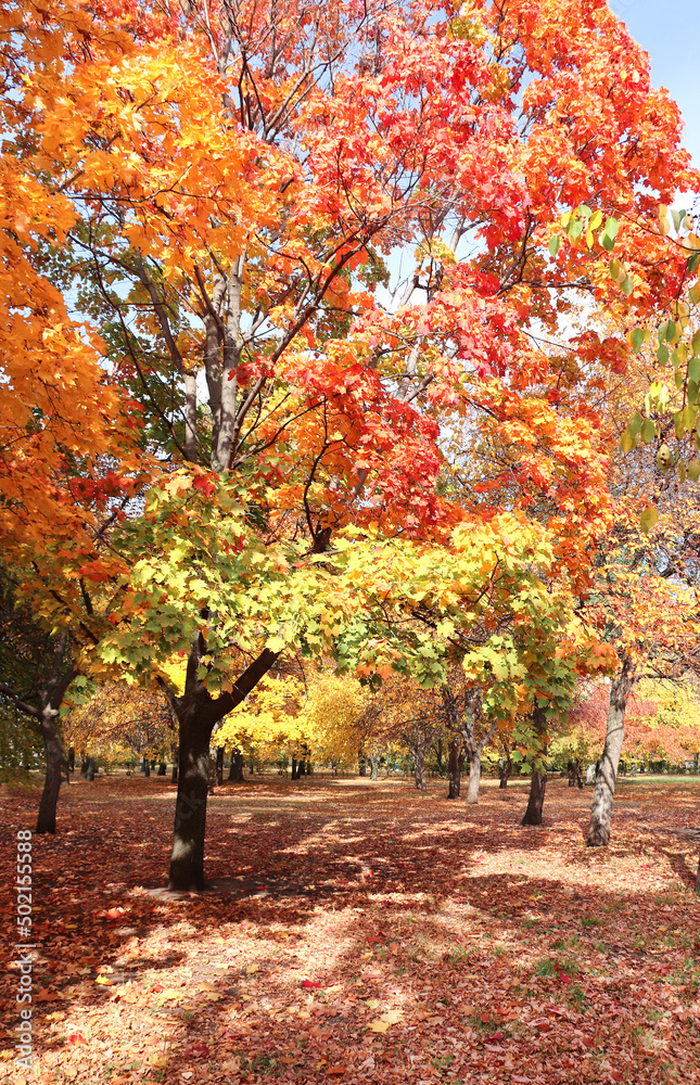 Calm fall season. Beautiful landscape with maple trees in autumn park