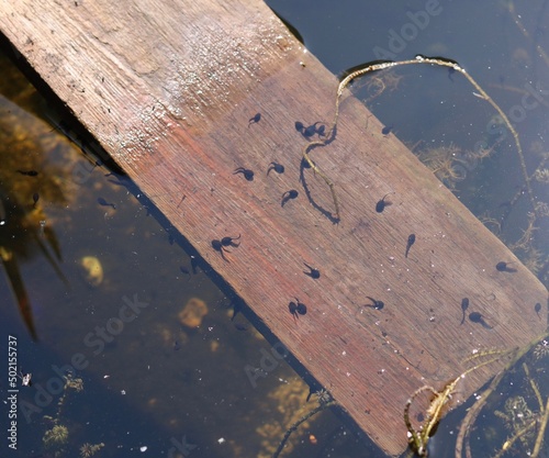 Lots of tadpoles on wooden plank enabling exit from pond photo