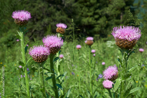 Leuzea carthamoides, known as Maral root or Rhaponticum in natural subalpine environment. photo