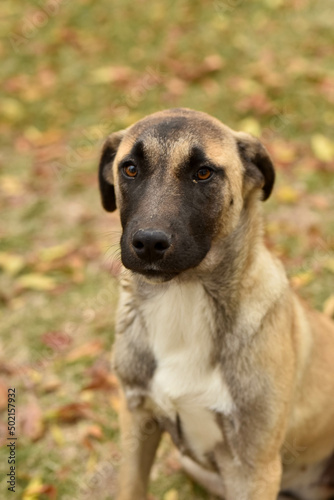 nice looking stray dog © ysphotomedia