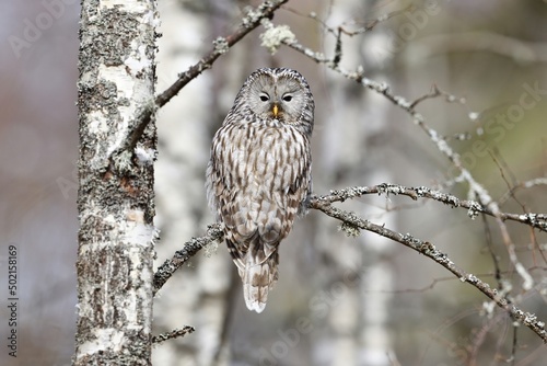 Ural owl on birch tree, forest panorama