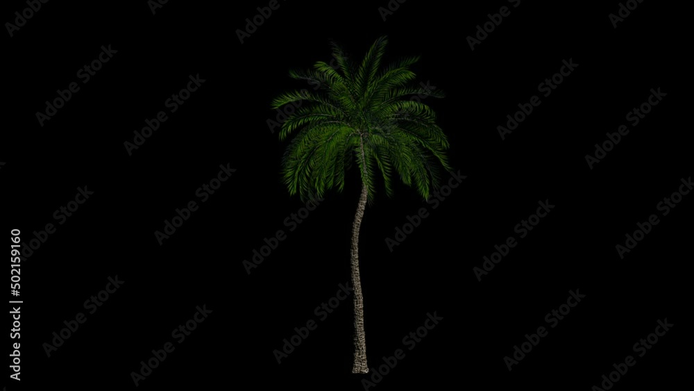 Palm isolated blowing in the wind, Luma Matte attached Palm isolated blowing in the wind, Luma Matte attached