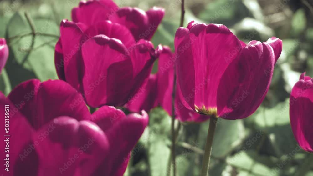 blossoming tulip flower buds in the wind