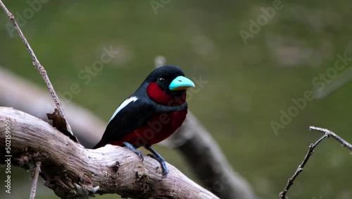 Close up facing the camera while looking around, Black-and-red Broadbill, Cymbirhynchus macrorhynchos, Kaeng Krachan National Park, Thailand. photo