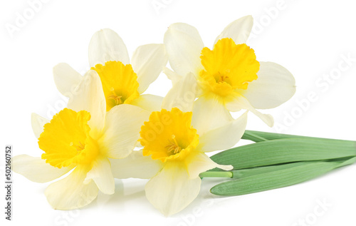 Narcissus isolated on white background