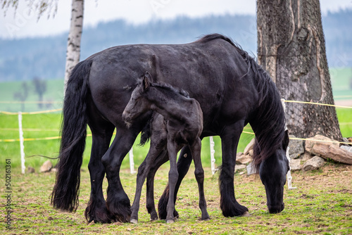 Black mare and foal in the pasture. © Lubos Chlubny