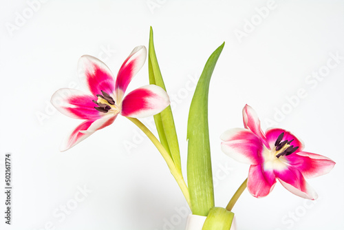 Tulpen in der Vase