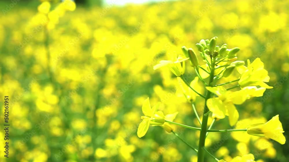 Rapeseed bright yellow flower spring blooming in fresh breeze, plant close up of Brassicaceae Rapeseed bright yellow flower spring blooming in fresh breeze, plant close up of Brassicaceae