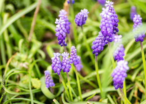Muscari armeniacum or grape hyacinth. Muscari armeniacum grape hyacinth growing in a clump in a garden