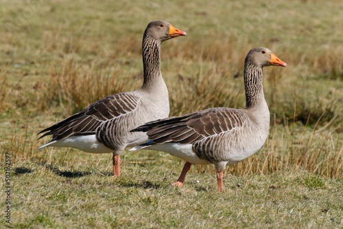 Two greylag geese (Anser anser) standing outdoors