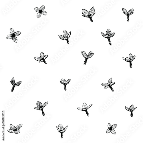 quacker ladies flower set illustration isolated on background photo