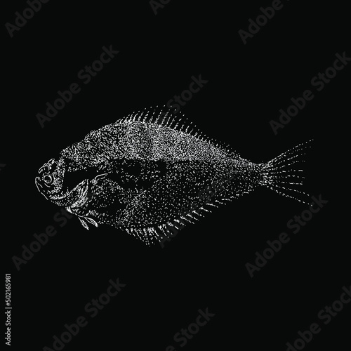 Halibut hand drawing vector illustration isolated on black background photo