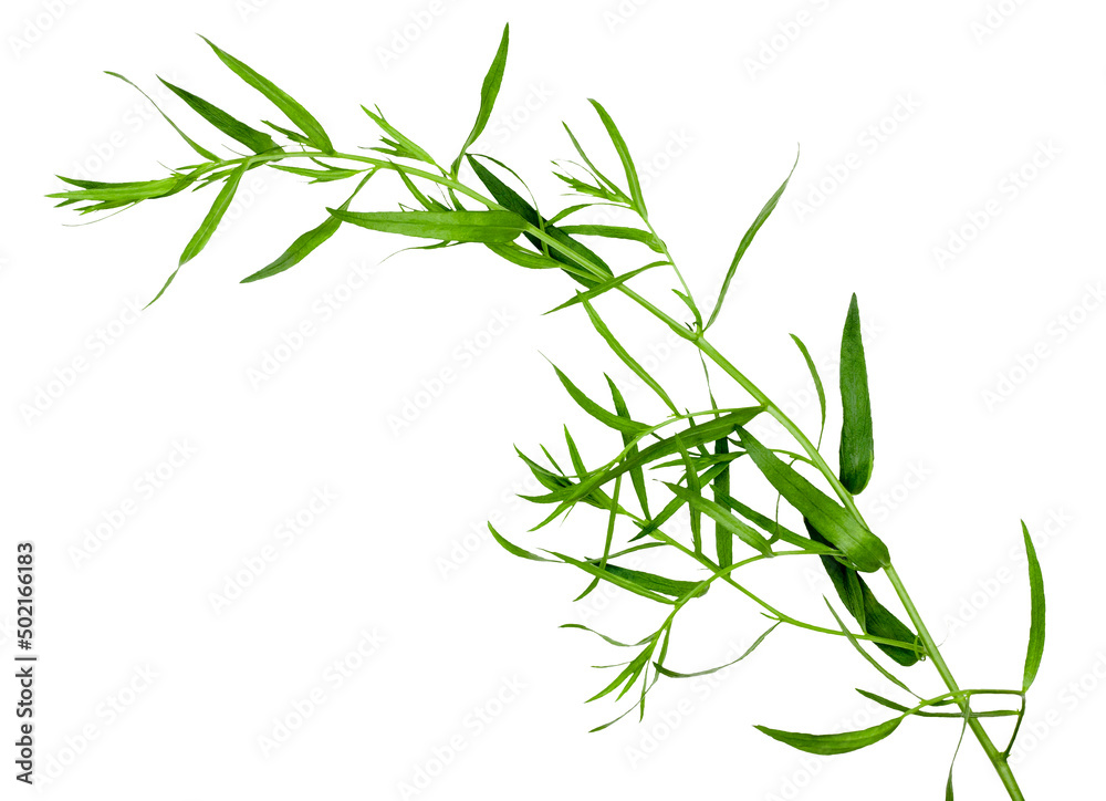 Fototapeta premium Tarragon isolated on a white background, clipping path, top view