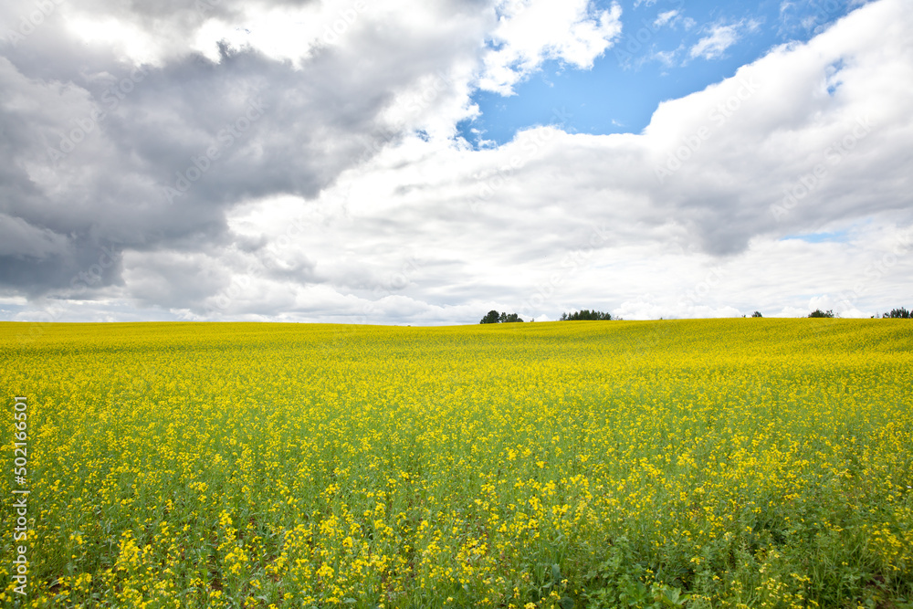 Yellow rapeseed field under blue sky and clouds. Beautiful field with yellow flowers. Yellow rapeseed field under blue sky and clouds. Beautiful field with yellow flowers.