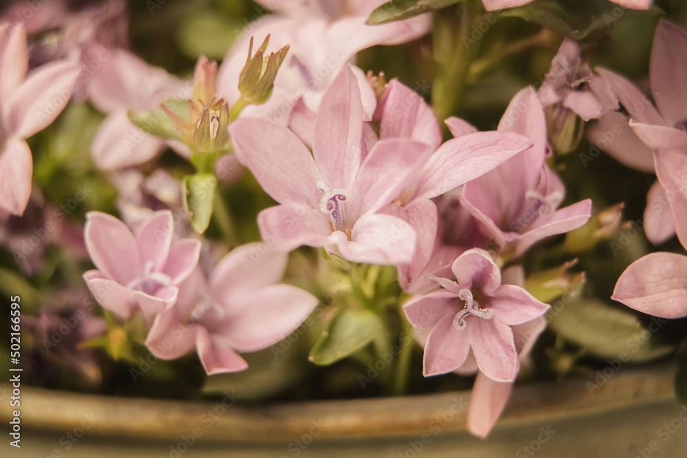 Obraz premium Campanula, Frühlingsblumen-