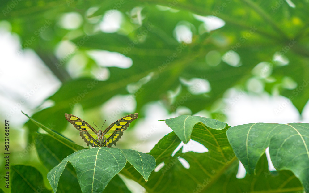 Butterfly sit on the leaves of a tree in the forest Butterfly sit on the leaves of a tree in the forest
