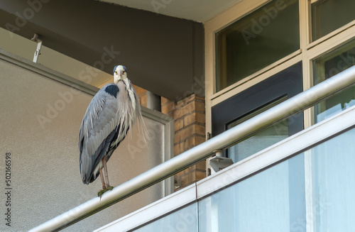 A wild bird crane sits on the balcony of a residential high-rise building in sity © rozaivn58