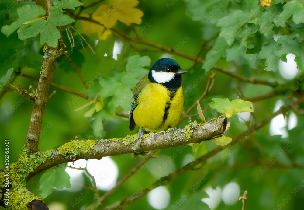 Fototapeta premium Die Kohlmeise (Parus major)
